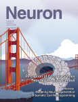 Neuron：关键机制可增强大脑神经元间的信号传递功能