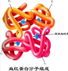 NEJM：一种与新生儿发绀和贫血相关的血红蛋白<font color="red">变异体</font>