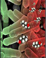 mBio：揭秘<font color="red">铜</font>抑制细菌抗生素耐药性感染的分子机制