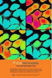 PLoS Pathog：鼠弓形虫进入大脑分泌GABA影响个体行为