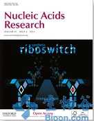Nucleic Acids Res：MfpB基因可能是结核分枝杆菌药物抗性的机制