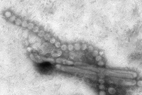 Science：H7N9病毒或可在空气中高效传播