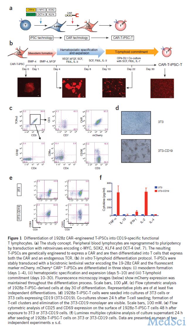 Nat Biotechnol：利用干细胞技术<font color="red">大量</font>制造T细胞