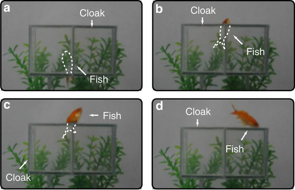 Experimental observation of fish in the aquatic ray cloak.