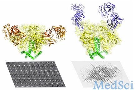 Science：解析HIV包膜蛋白原子水平结构