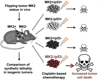 Cell Reports 阻断mk2的基因可增加p53突变肿瘤细胞化疗敏感性 Medsci