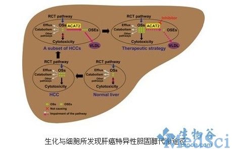 JMCB：研究揭示肝癌特异性胆固醇代谢途径