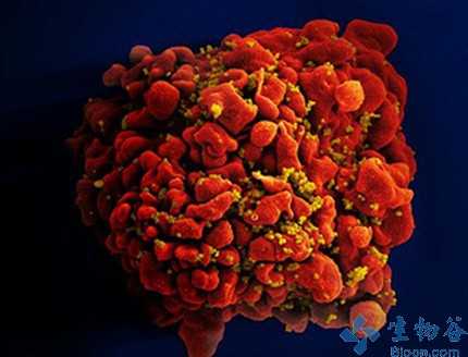 PNAS：HIV复制或许并不是引发病毒产生<font color="red">耐药</font>的主要原因