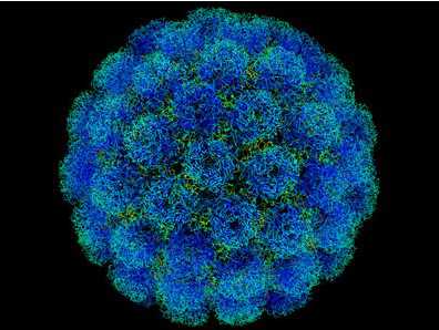 Nature：美揭示疫苗抵抗SIV/HIV感染的机制