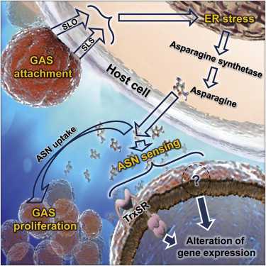 Cell：酿脓链球菌可转为致命菌