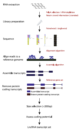 长链非编码RNA（<font color="red">LncRNA</font>）的研究策略