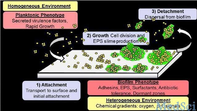 AAOS教程：细菌生物膜与假体周围感染