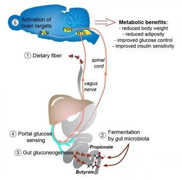 Cell:科学家揭示富含纤维食物预防糖尿病、肥胖症的机制