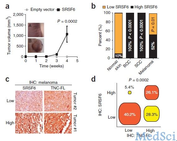 Nature子刊：过度生成SRSF6可促进皮肤细胞和癌症异常<font color="red">生长</font>