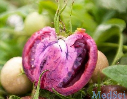 英将测紫色转基因番茄<font color="red">汁</font>益处 或能减缓癌症病程