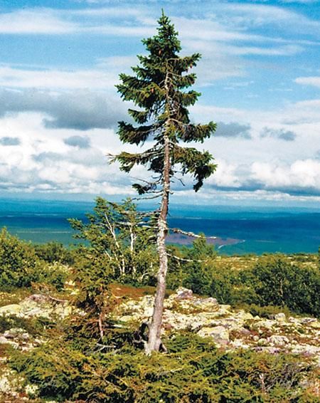瑞典发现世界最古老树木