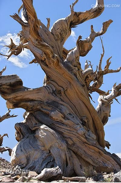 瑞典最最长寿欧洲云杉 9500岁超过长寿之王龙血树(图)