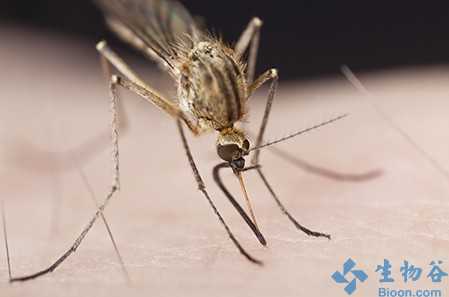 PNAS：科学家揭示气候改变引发的全球疟疾分布情况