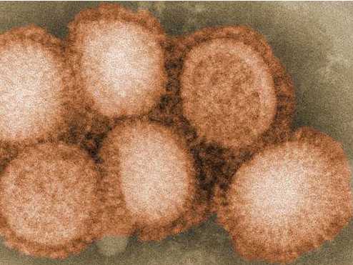 Nature：流感病毒在不同宿主间的进化关系揭示