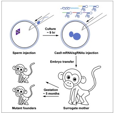 Cell：对基因组进行精确编辑猴已经在中国出生