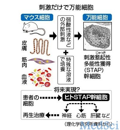 Nature：日本<font color="red">研制</font>新型万能细胞STAP