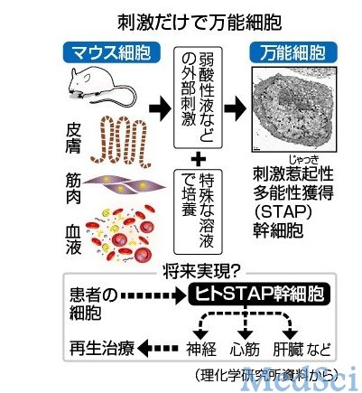 Nature：日本研制新型万能细胞STAP