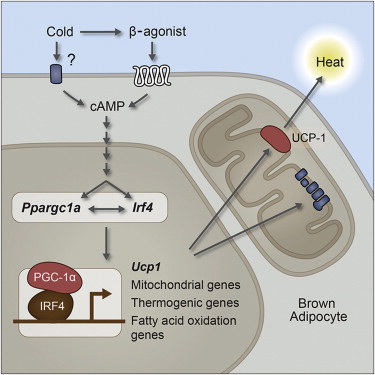Cell：IRF4在棕色脂肪形成和消耗中起关键性作用