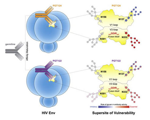 Cell：揭秘HIV广泛中和抗体家族