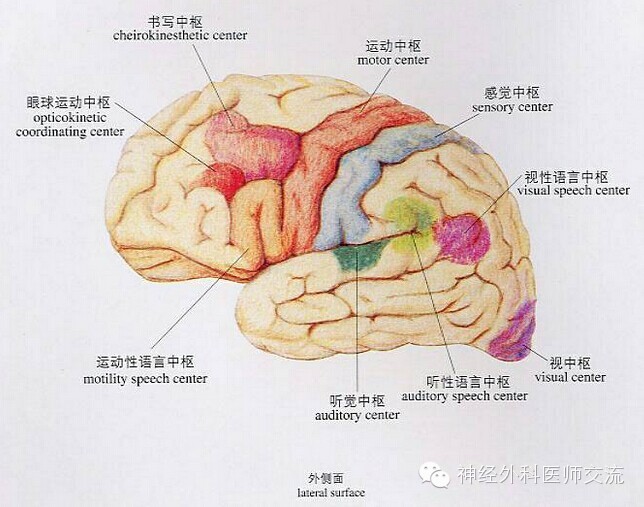 大脑皮层功能区示意图图片