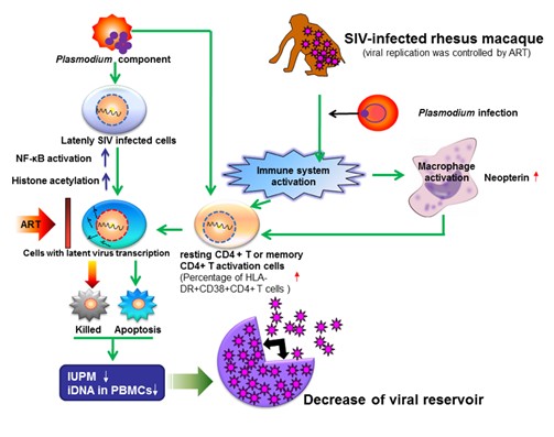 Retrovirology：疟疾感染有利于<font color="red">HIV</font>储存库清除