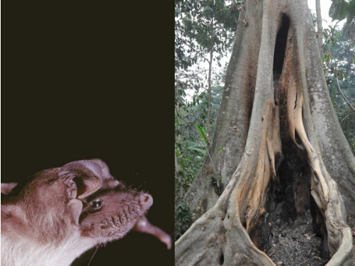 “蝙蝠树”或为埃博拉原爆点