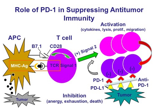 PD-1抑制剂对晚期鳞状非小细胞肺癌具有极其显著疗效，优于<font color="red">紫杉醇化疗</font>