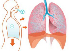The Scientist：肺部微生物组决定你的健康