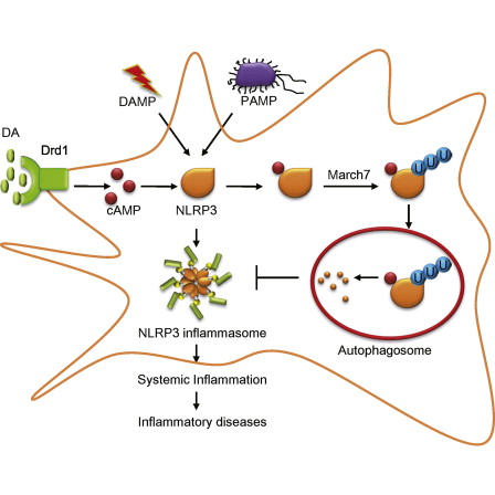 Cell：多巴胺可能通过抑制NLRP3发挥抗炎作用