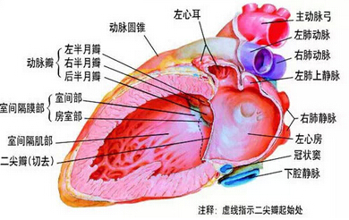 收藏：图解心脏内部结构 360度无死角