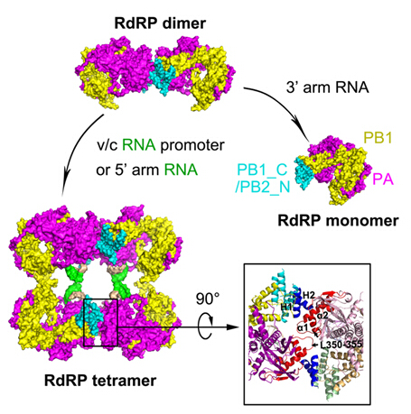 Mol Cell：A型流感病毒RNA聚合酶复合体三维冷冻电镜结构揭示