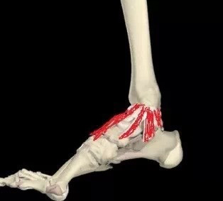 踝关节骨折的Weber分型