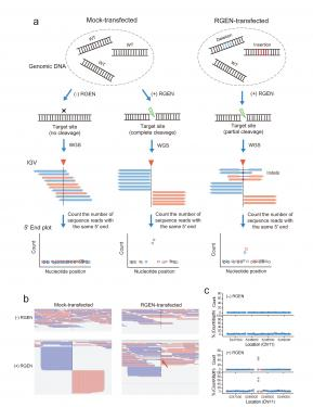 Nat Methods：科学家首次证实CRISPR-Cas9对人类细胞<font color="red">靶向</font><font color="red">效应</font>的准确性