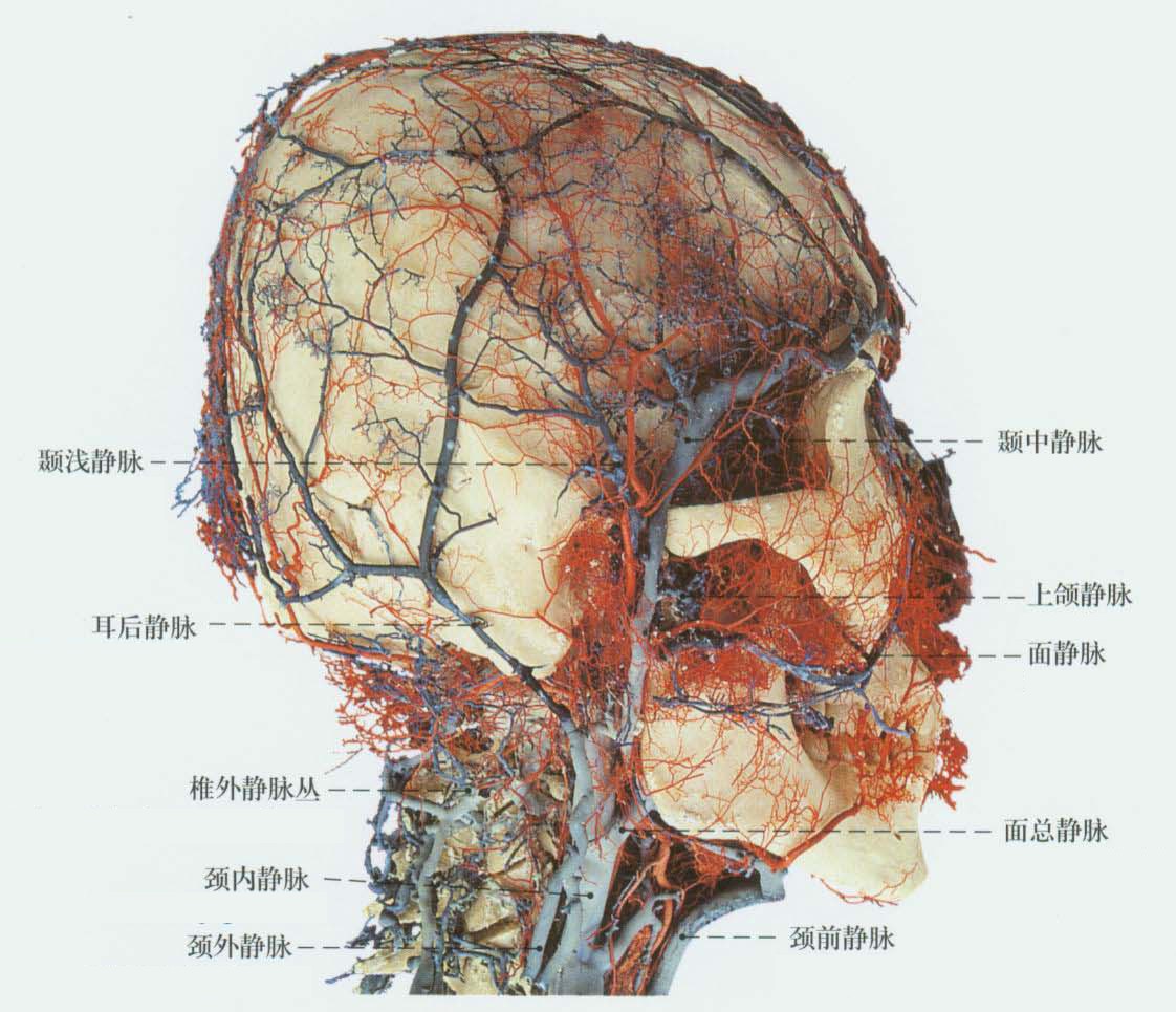 人体血管分布图头部图片