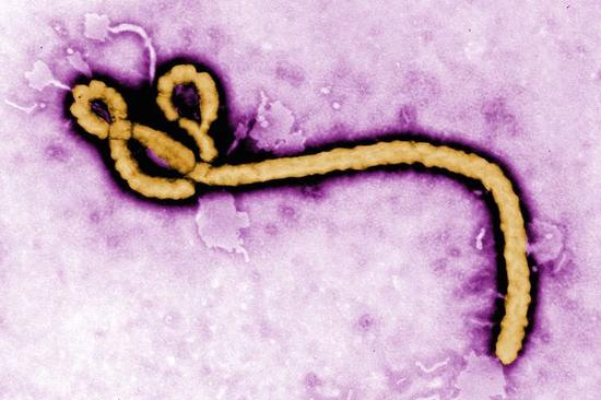 Science：中药防己可能用于埃博拉病毒的治疗