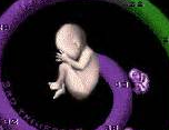 Development：科学家发现对胚胎发育重要因素