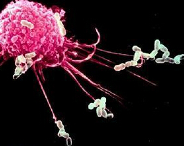 Clin Cancer Res：黑色素瘤靶向治疗失败？巨噬细胞作祟！