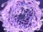 T细胞与肿瘤免疫治疗：下一个诺贝尔奖热门？