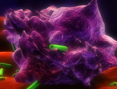 MCB：RNA<font color="red">聚合酶</font>III调控巨噬细胞功能促进肿瘤存活
