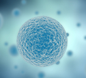 Stem Cell Reports：干细胞移植可治疗<font color="red">II</font>型糖尿病