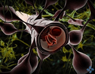 JCB：美科学家发现影响血脑屏障形成关键因子