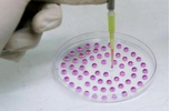 Cell Res：生殖细胞克隆新技术
