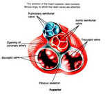 <font color="red">经</font>导管心脏瓣膜疾病介入治疗进展及中国发展现状