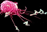 JEM：抗癌疗法与巨噬细胞