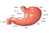 胃癌临床诊治的变迁与研究进展